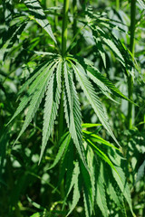 Green fresh foliage of cannabis plant, hemp, marijuana