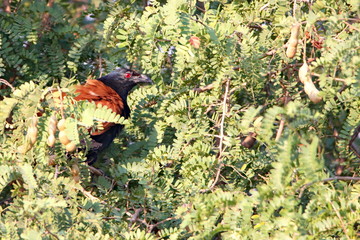 bird on branch
