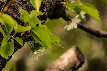 There are many white flowers on the cherry tree. Fluffy delicate petals on thin twigs and green leaves. Spring mood and beautiful nature.