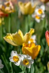 Fototapeta premium Narcissus tazetta early springtime flowerin plant in ornamental garden with tulips, paperwhite bunch flowered daffodil in bloom