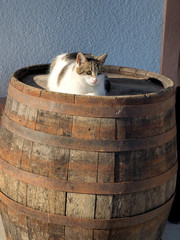 Cat on the wooden barrel - 325953715