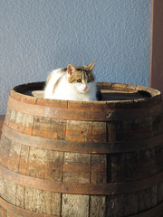 Cat on the wooden barrel - 325953727