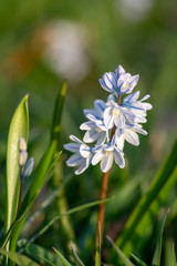 Puschkinia scilloides early spring bulbous flowers in bloom, small white and blue flowering plant,...