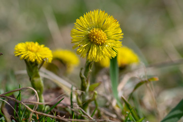 Tussilago farfara medicinal ground flowering herb, group of yellow healthy flowers on stems in sunlight in bloom