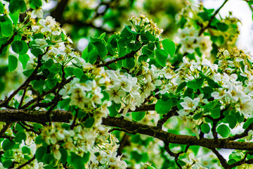 There are many white flowers on the cherry tree. Fluffy delicate petals on thin twigs and green leaves. Spring mood and beautiful nature.
