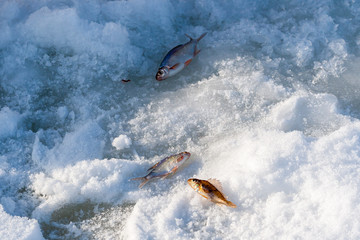 Fototapeta premium A few small fish - a meager catch of a winter fisherman lies on the ice of the river.