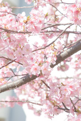 旧中川の川津桜