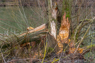 gnawed off tree trunk