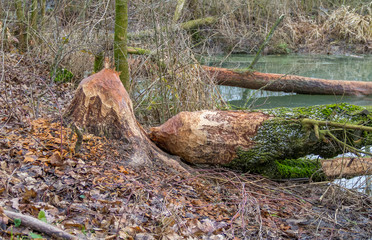 gnawed off tree trunk