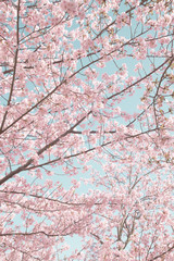 旧中川の川津桜