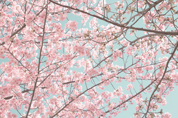 旧中川の川津桜