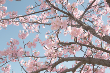 旧中川の川津桜