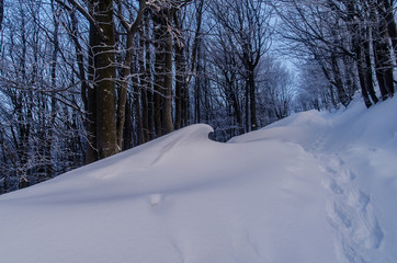 Las w śniegu zima Bieszczady