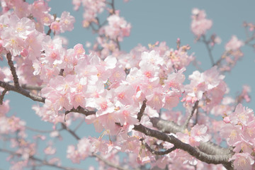 旧中川の川津桜