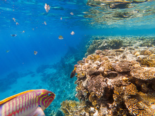 colorful corals and exotic fishes at the bottom of the red sea. beautiful natural summer background