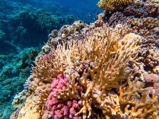 colorful corals and exotic fishes at the bottom of the red sea. beautiful natural summer background