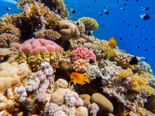 colorful corals and exotic fishes at the bottom of the red sea. beautiful natural summer background