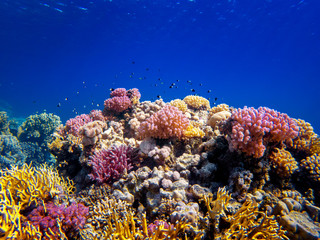 Fototapeta na wymiar colorful corals and exotic fishes at the bottom of the red sea. beautiful natural summer background