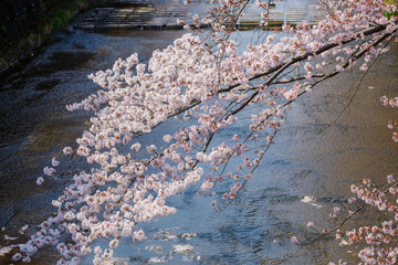 恩田川と桜