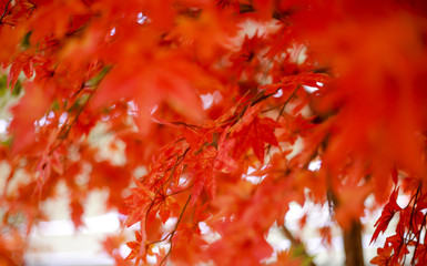 Meple leaf in nature.