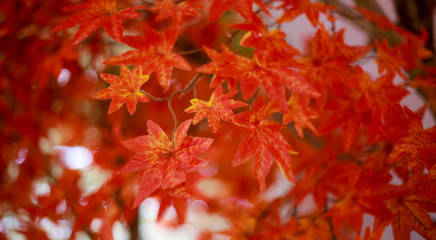 Meple leaf in nature.