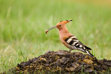 Eurasian Hoopoe - Upupa epops, beautiful orange bird from European forests and meadows, Hortobagy, Hungary.