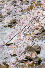 恩田川と桜