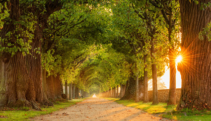 The Sun is shining through tunnel-like Avenue of Linden Trees, Tree Lined Footpath through Park at Sunrise - obrazy, fototapety, plakaty
