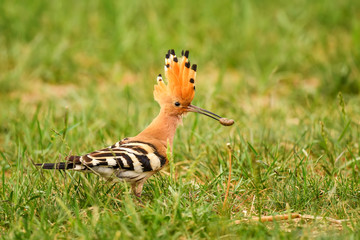 Eurasian Hoopoe - Upupa epops, beautiful orange bird from European forests and meadows, Hortobagy, Hungary.