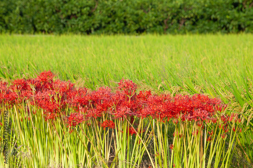 田んぼの赤い花 彼岸花 Wall Mural Wallpaper Murals Saraju
