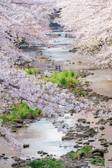 恩田川と桜