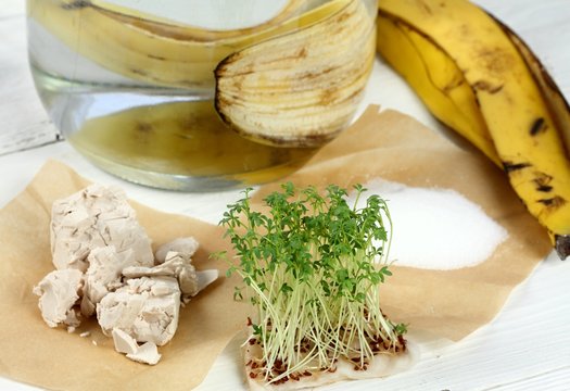 Banana Peel, Yeast And Sugar In Bottle Of Water.  Eco Friendly Natural Way How To Manure Plants And Flowers Indoor. Decorated By Garden Cress On Cotton Pad.