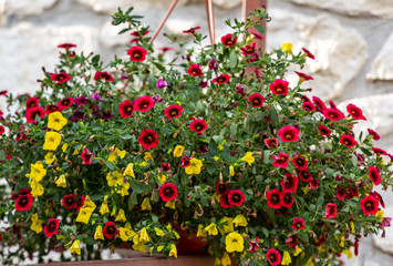 Red and yellow Petunia flowers in the pot