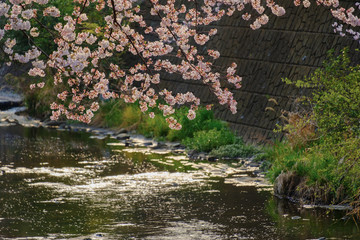 恩田川と桜