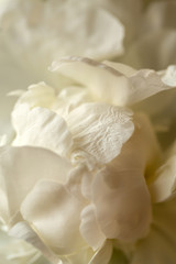 bud of white peony flower in garden