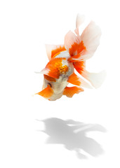 Fototapeta na wymiar Goldfish on isolate white background, Goldfish swimming back, Beautiful gold fish