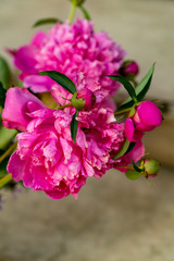 Obraz premium bud of pink peony flower in garden
