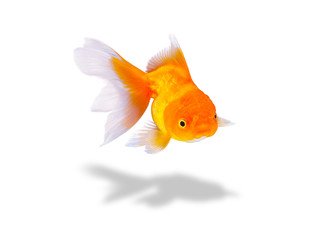 Goldfish on white background, Beautiful goldfish