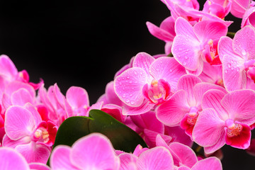 Pink orchid close up view on black background. - Image