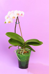white orchid close up view on pastel pink  background. - Image