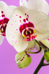 white orchid close up view on pastel pink  background. - Image