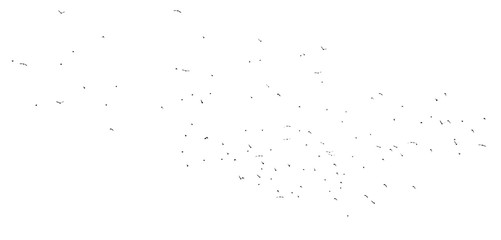 Flock of birds isolated on white background
