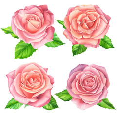 Roses and leaves  set on white background. Wedding flowers bundle. Flower collection of watercolor