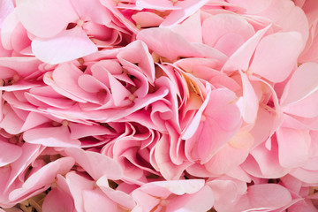 Flower pink color close-up. Background. - Image