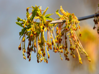 Drop bud on a tree branch in spring
