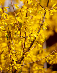 Yellow flower in the park in spring