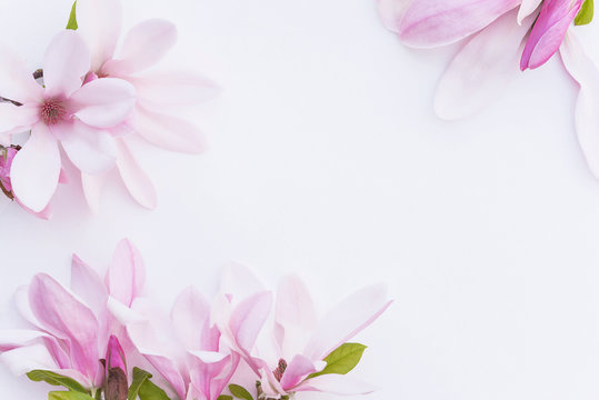 Beautiful floral background. Pink magnolia flowers on white background