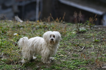 Naklejka na ściany i meble A white, fluffy dog, outdoor, walk