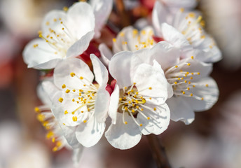 Flowers on apricot in the park in spring