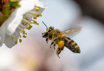 A bee collects honey from a flower - obrazy, fototapety, plakaty